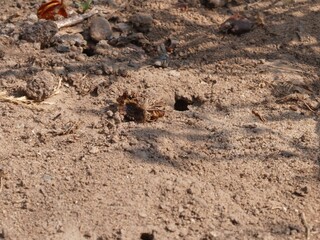 Bienenwolf auf Nahrungssuche
