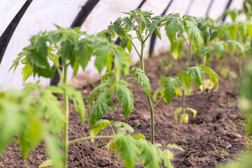 green tomatoes grown in a warm greenhouse , young tomatoes growing in a greenhouse in the summer in cold weather