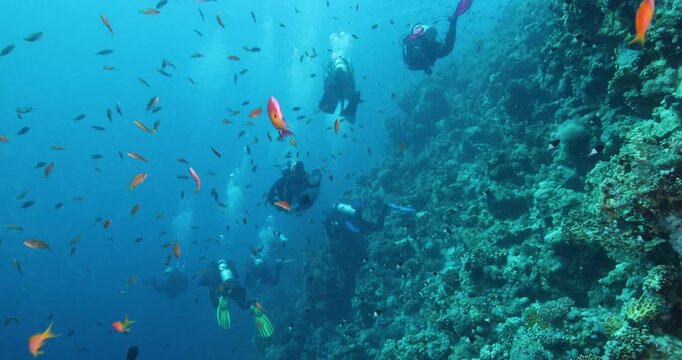 Group of divers swimming among many small red fish on a coral reef. Diving instructor and group students in underwater exercises. Instructor training students. Diving training and education.
