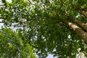 green foliage on trees in the park in the autumn season at the beginning of the fall, deciduous trees with colorful foliage at the beginning of the autumn season, sunny warm weather