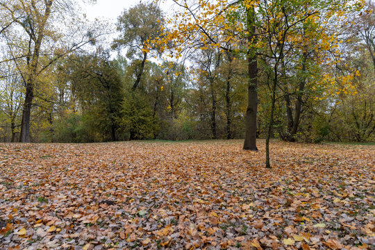 tall old maples and a large number of fallen leaves , cloudy dreary weather at the end of October in the park