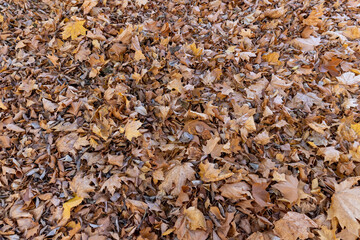 the old maple leaves that have long since fallen to the ground which have turned rusty orange, the grass and the ground strewn with maple leaves in the park with deciduous trees