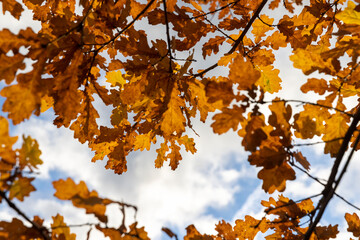 autumn oak foliage against the sky with clouds in early November, rusty oak foliage in the autumn season in sunny weather