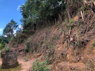 A photo of a forest hillside showing soil erosion, natural textures, and surrounding plants
