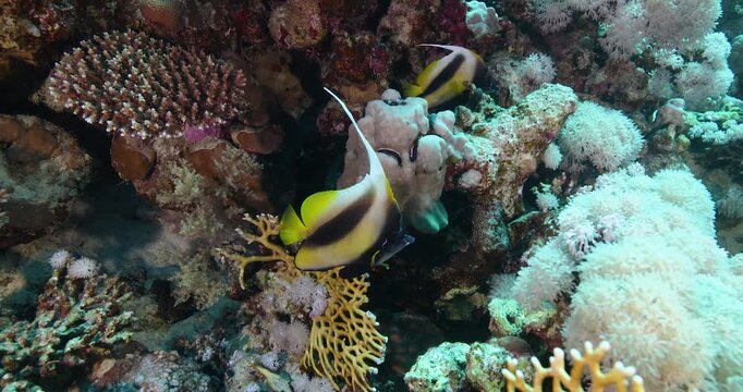 Long fin Spade Fish or Penant  Bannerish in The Coral Reef. Longfin batfish swimming underwater, close up. Undersea life, seabed exploring, marine ecosystem, undersea nature, tropical fish