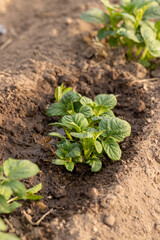 wet potatoes growing in an agricultural field, dry summer weather with dry soil, the need for care and watering of green potatoes