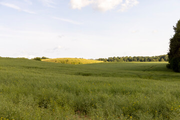 monocultural agricultural field with green rapeseed pods on a warm day in cloudy weather, beautiful thin unripe rapeseed pods used for food and fuel production