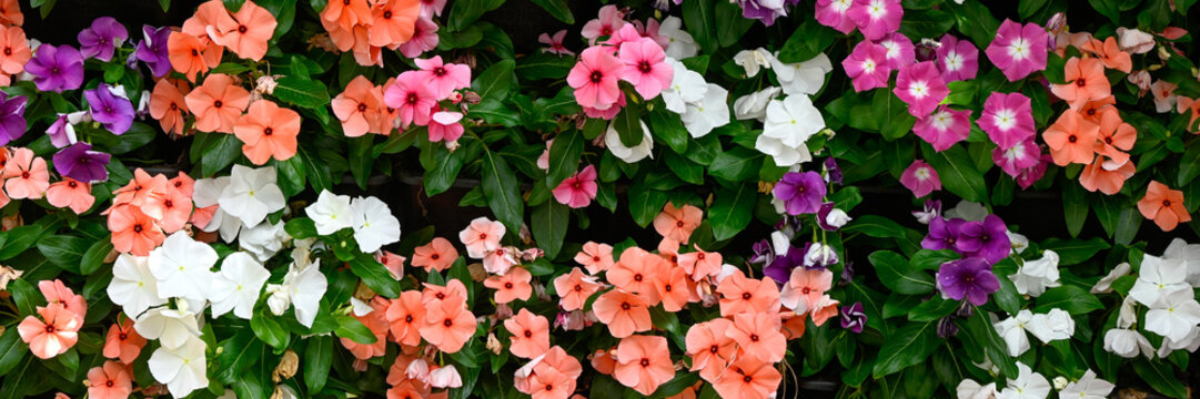Panorama of colourful flowers Impatiens  (Busy Lizzies) in a bedding display in a garden