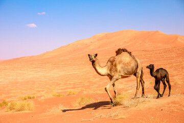 In the Oman Empty Quarter desert, the Black Camel not only endures the harsh environment but also surprises with its unique ability to produce nutritious milk for its calf and local milk market.