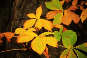 Forest. Aesculus hippocastanum. Autumn.
