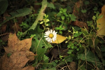 Forest. Bellis perennis. Autumn. © Tumicz