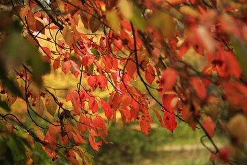 Forest. Dogwood. Autumn.
