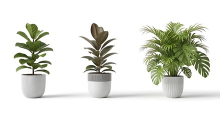Obraz premium Three Potted Plants on White Background - Indoor Botanical Decor