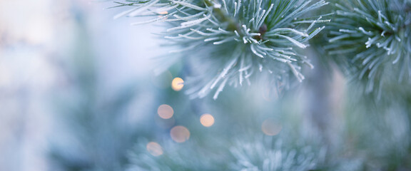 Pine branches in winter with white hoarfrost. Horizontal christmas background with bright diffused...