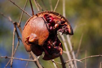 Pomegranate fruit ripe detail
