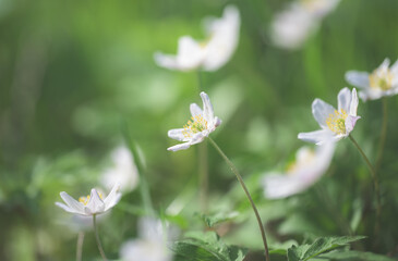 Wood Anemone in green grass.
