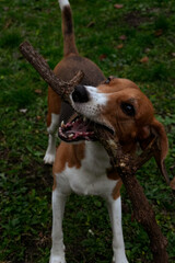 Playful Mixed-Breed Dog Holding a Stick With Open Mouth