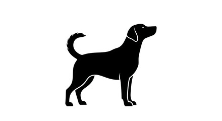 Silhouette of a standing black labrador retriever dog looking upwards isolated on white background