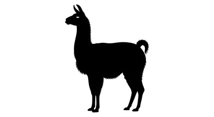 Fototapeta premium Silhouette of a standing llama facing left with its head held high isolated on white background