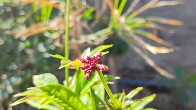 red jatropha integerrima flowers garden nature plant