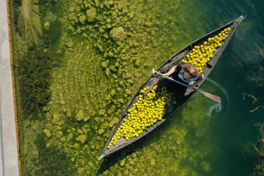 Opuzen, Croatia - 17 November 2025: Aerial view of a wooden boat brimming with vibrant yellow fruit cuts through the algae-rich, emerald green waters, a stark contrast to the concrete bank.
