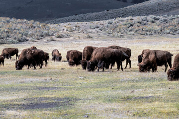 Wild Bison Herd Feeding on the Open Plains of Yellowstone