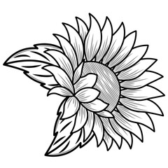 Hand drawn sunflower line art with shading. Botanical floral illustration, detailed black and white flower drawing for tattoo art, coloring page, design.