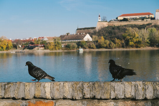 Two crows perch on a weathered stone wall beside a calm river, with a distant town and fortress on a clear autumn day, capturing urban countryside contrast.