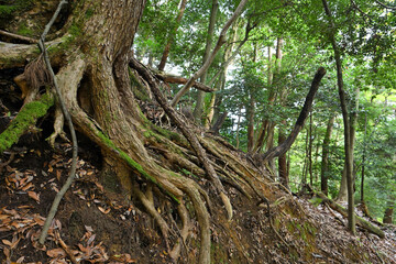 Mountain trail in Japan, Kurama Mountain Trai