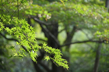 Japanese green maple leaves in autumn