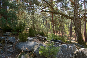 Forêt de Fontainebleau