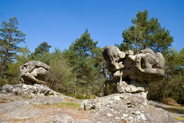 Forêt de Fontainebleau © JAG IMAGES