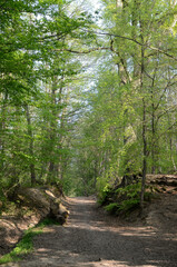 Foret de la Malmaison