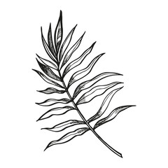 hand drawn tropical forest leaf, vector palm leaf, ink black and white foliage, exotic jungle bush plant, floral decoration template, line art beach palm for store, textile decor