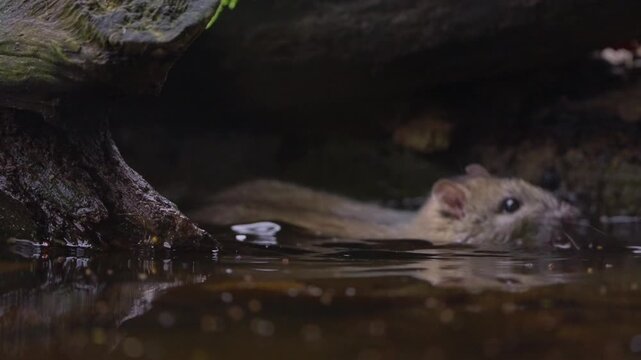 Rat swims slowly through shallow water, partially submerged and gliding past mossy log edge