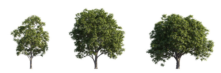 Lush trees collection isolated on transparent backgrounds. high quality 3d rendering. png format	
