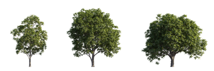 Lush trees collection isolated on transparent backgrounds. high quality 3d rendering. png format	
