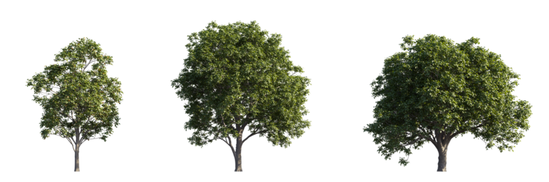 Lush trees collection isolated on transparent backgrounds. high quality 3d rendering. png format	
 - Powered by Adobe