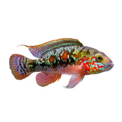 Fototapeta premium Colorful tropical cichlid fish swimming, transparent background