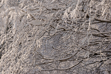 Tree branches covered with snow