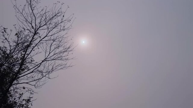 A lonely, leafless tree stands in the fog. Bare branches sway in the wind. A dim sun shines through the clouds. Autumnal mood. Atmospheric B-roll