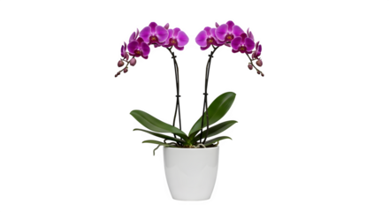 Two stems of purple phalaenopsis orchids in a white pot isolated on transparent background