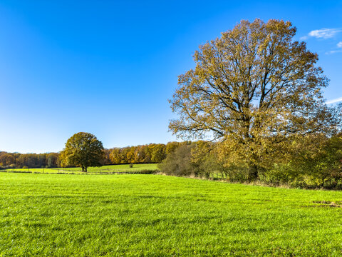 Majestic oak dominating a bright green pasture with distant tree line and clear blue sky in Luxembourg.