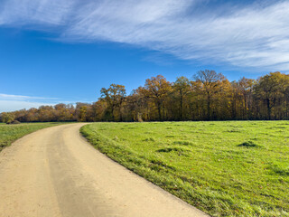Country dirt road bending past a forest edge and open pasture with soft patterned clouds.