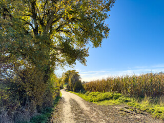Naklejka premium Sunny country lane bordered by mature trees and a cornfield, gentle curve toward the horizon.