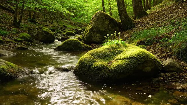 Tranquil woodland brook meanders through a lush green forest, showcasing vibrant moss on smooth stones and the peaceful flow of clear water