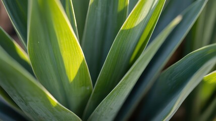 Obraz premium Close up of elongated green foliage catching bright sunlight creating strong contrast