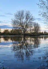 Majestic Sunrise Reflections on Flooded Washlands: Golden Trees and Swans on the River Trent, Burton, UK