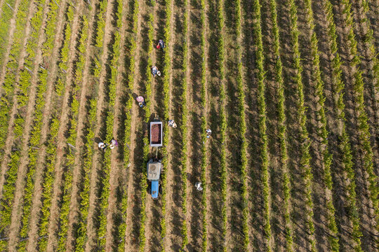 Aerial view of a vibrant vineyard where workers are harvesting grapes, framed by rows of lush green vines, Kutjevo, Pozega-Slavonia County, Croatia.