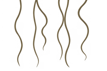 Wavy brown hanging vines or ropes against a transparent background, natural liana jungle elements